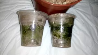 Адениум! В чем вред водорослей, образующихся в прозрачных стаканчиках?
