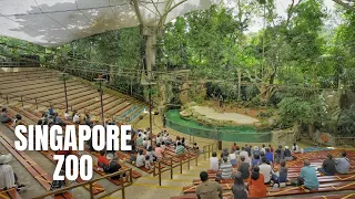 Singapore Zoo Walking Tour (4K HDR)