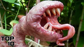 Top 10 Weirdest Creatures That Are Baffling Scientists