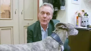 A personal message from Anthony Head about greyhounds & lurchers