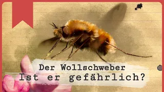 Der Wollschweber - Kann er stechen?