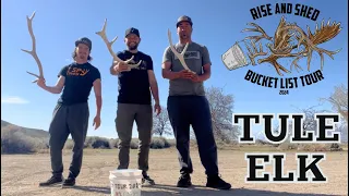 SHED HUNTING 2024 | BUCKET LIST TOUR | CALIFORNIA TULE ELK