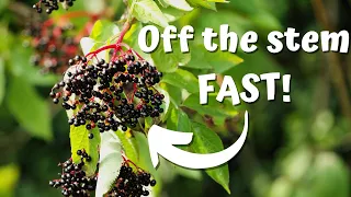 Elderberry - How to Process