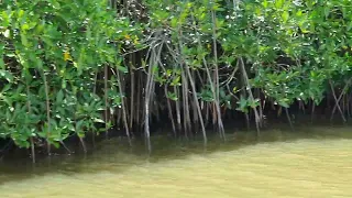 Pichavaram Mangrove Forest 2nd Largest in India by Ghumakkad Harsh