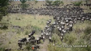 The Small Migration in Serengeti National Park