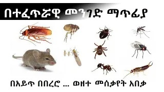 እቤት ባለ ንጥረ ነገር በቀላሉ አይጥ ፤ ዝንብ ፤ ጉንዳን ፤ቱሃን ... ድራሻቸውን የሚያጠፋ/Natural Remedies for Household Pests