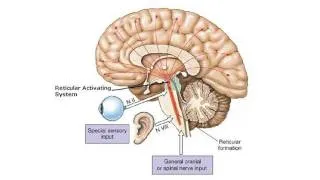 Understanding the Brain: A work in progress - Professor Keith Kendrick