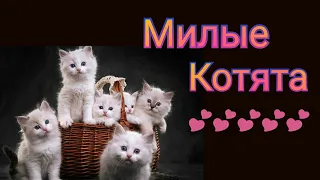 ОСТОРОЖНО МНОГО МИЛОТЫ /Самое милое видео 2020 / Подборка с котятами / красивые котята