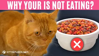 Why Is My Cat Not Eating?