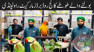 Green Ringneck, Yellow Ringneck,Raw, Macaw , African Grey Latest Prices ​⁠@zakirhussainshah6234