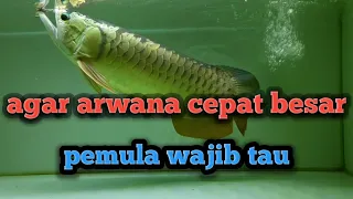 Cara memberi makan ikan arwana agar cepat besar