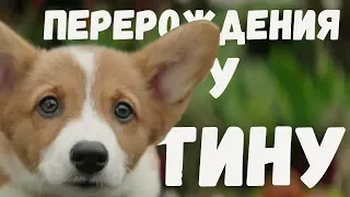 Собачья жизнь -  Перерождение у Тину