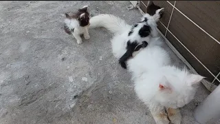 Adorable Kitten Is Looking Sad From Mama She's Sitting On Her And Cuddling Tight