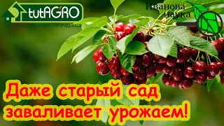 ВСЕ САДОВОДЫ БЛАГОДАРЯТ ЗА ЭТУ ОБРАБОТКУ! Хотите много урожая?  Сделайте эту обработку сада весной.