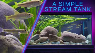 This STREAM Aquarium is Mesmerizing — EASY PLANTS