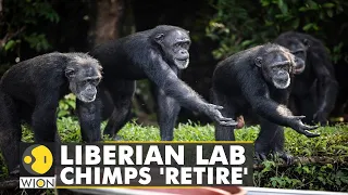 Liberian Lab chimps finally get new lease of life after a life of 'trauma' | WION