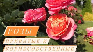 Корнесобственные и привитые розы 🌹 без укрытия на зиму ‼️ как выглядят, обзор и сравнение 🌹