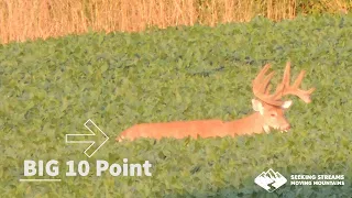 BIG Buck in a soybean field- Scouting OH