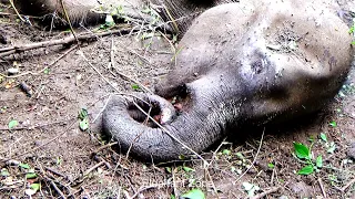 Poor Elephant, his body was covered with flies while laying helplessly due to mouth injury