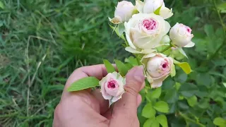 роза мими Эден