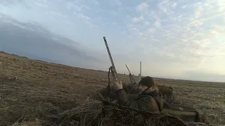 Охота на гуся. Весна 2021-Коротко о сезоне. | Goose hunting. Spring 2021-Briefly about the season.