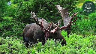 Big Alaska Bull Moose Sheds His Velvet | MooseMan Video Photography Calendar