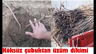 Köksüz çubuktan üzüm bağı dikmek, çubuklardan üzüm nasıl dikilir, bağ nasıl dikilir, üzüm ekimi