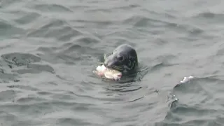 Grey Seal eats a Cod and doesn't want to share