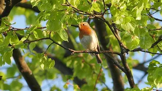 Rotkehlchen gesang - Robin sings