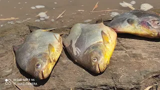 pescaria de pacu na massa só os pegamos os grandes