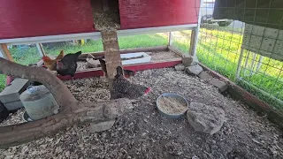 Feeding the Chickens Cicadas as a Morning Snack