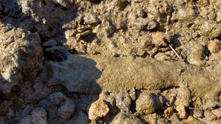 Arrowhead hunting TN - Timeless beauty of the Elk Rivers flaking