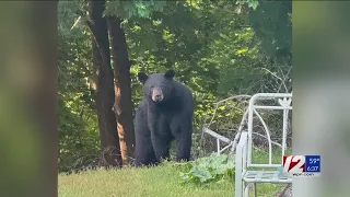 Bear spotted roaming in Warwick neighborhood
