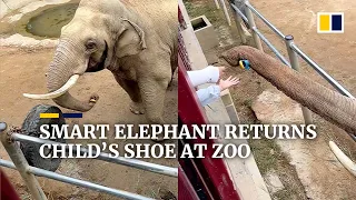 Smart elephant returns child’s shoe at zoo in China