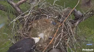 SWFEC 1-6-24.  E23 makes it out of the nest cup at 6 days old!  + Two feedings.