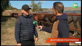 Конезаводчик Николай Скоков рассказывает о своих лошадях Орловской породы (видео)