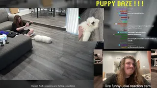 PUPPY DAZE: DOGY TV - streamin wit a 9 week old puppy! (WAYNERADIOTV)