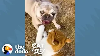 Feral Cat And Her Neighborhood Dog Are Inseparable | The Dodo Cat Crazy