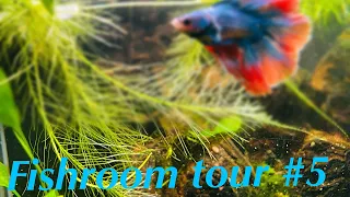 A Tour of My Fishroom: Exploring the Underwater World in My Home #5