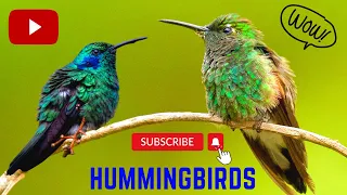 Hummingbirds Ultra Slow Motion | The Smallest Bird Species |  Amazing Hummingbird Facts