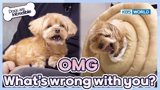 OMG..What's wrong with you?😧 [Dogs Are Incredible : EP.214-2] | KBS WORLD TV 240409