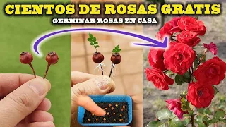 GERMINAR ROSAS: tendrás CIENTOS DE ROSAS en casa, es MUY FÁCIL -Reproducir Rosal-