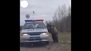 пьяный медведь хочет забрать права