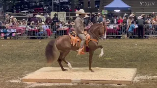 PRIMERA PARTE DEL CONCURSO DE CABALLOS BAILADORES 2/17/2024