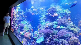 65,000 liter CORAL REEF TANK - *Private aquarium tour* - Zoo Rostock