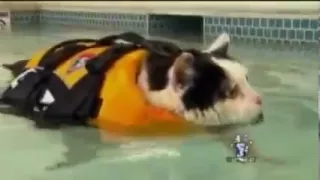 News Anchor Cracking Up over Swimming Cat