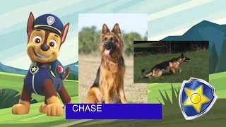 Paw Patrol Breeds Revealed: Real Life Dogs Behind the Pups | Pop-Drew Kids