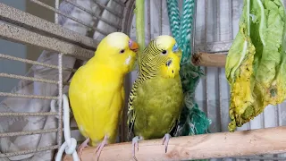 3 Hr Happy Parakeets Singing Eating Playing, Budgies Chirping. Reduce Stress of lonely Birds Videos