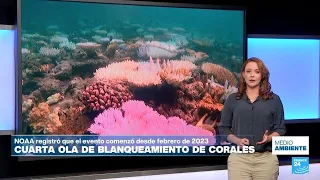 El mundo atraviesa una cuarta ola de blanqueamiento masivo de arrecifes de coral