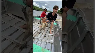 Helping a proboscis monkey after being attacked by a long-tailed macaque...